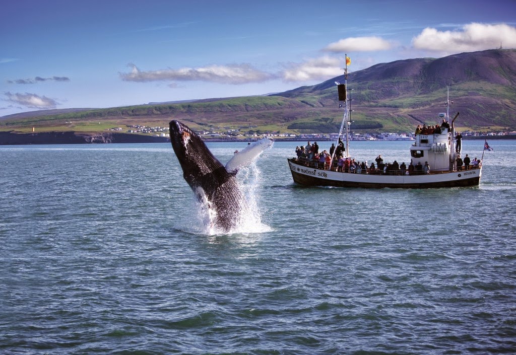 Ballenas en Husavík: Avistamiento de ballenas en Húsavík