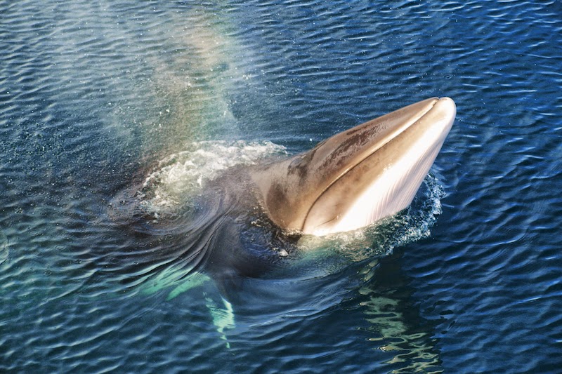 Ballenas en Husavík: Avistamiento de ballenas en Húsavík