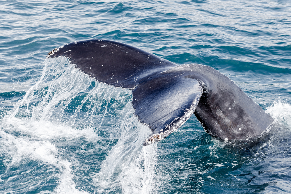 Cola de ballena azul chocando contra las aguas del mar del norte