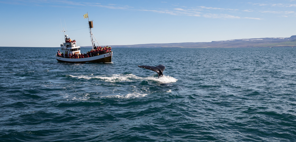 Touroperador para ver ballenas en Islandia